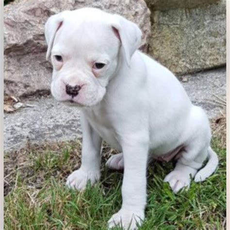 boxer puppies for sale Colorado